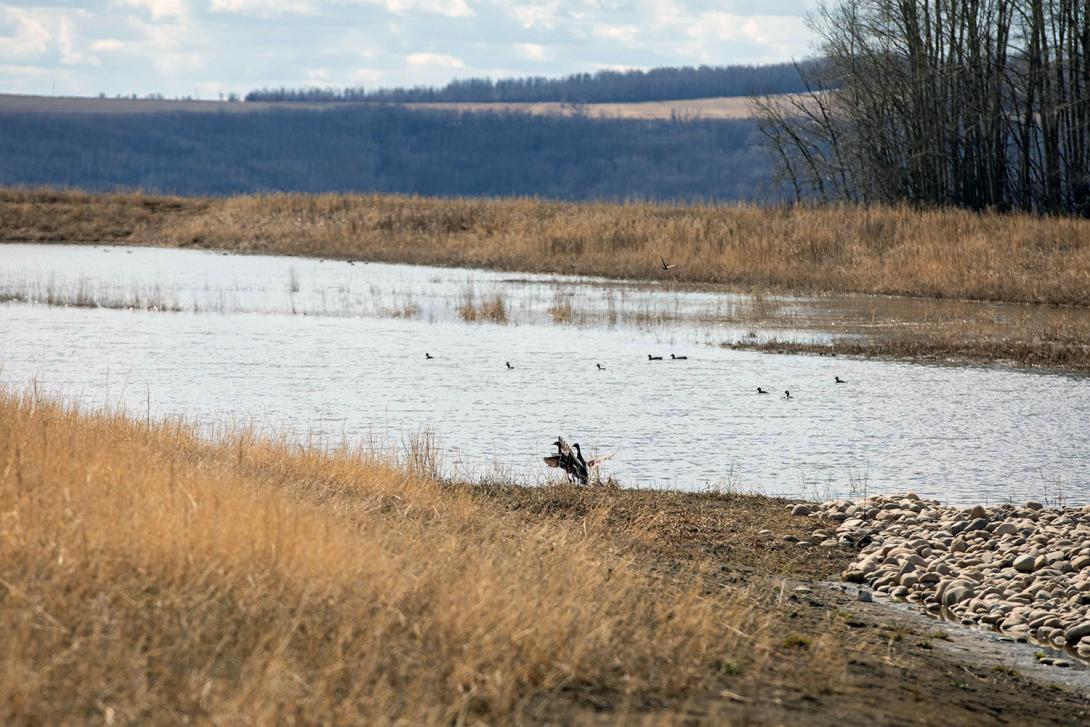 A variety of birds using the Golata Creek wetlands. | April 2021