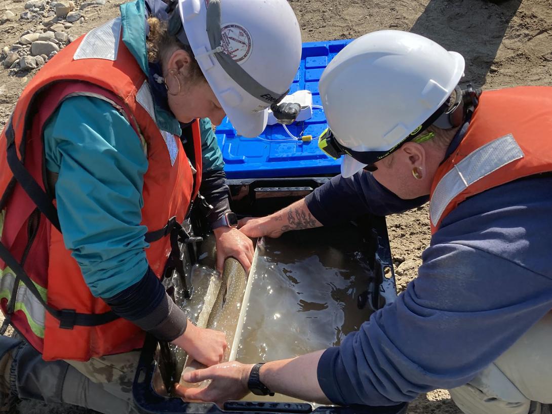 Fish rescued from the tunnel are measured, weighed, and tagged. These fish are then released past the dam. | June 2023